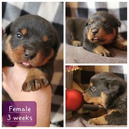 Collie and Rottweiler Puppies from Prairie Creek