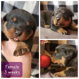 Collie and Rottweiler Puppies from Prairie Creek