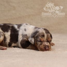 Beretta - Blue merle Catahoula Leopard Dog puppy in Trout, Louisiana from Diamond H Ranch
