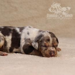 Beretta - Blue merle Catahoula Leopard Dog puppy in Trout, Louisiana from Diamond H Ranch