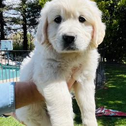 Golden Retriever Puppies from Puppy Love, Hall's Goldens