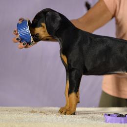 Lavender collar girl - Black and rust female Doberman Pinscher puppy in Santa Clarita, California from Riviera Dobermans
