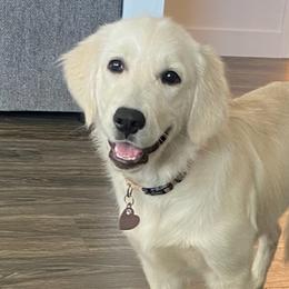 Golden Retrievers from Roberts Golden Retrievers