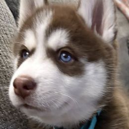 Pomskies and Siberian Huskies from Blue Mini Wolfz Kennel