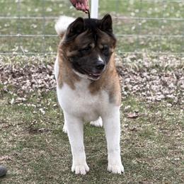 Heat - Akita