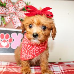 Betsy - Red female Cavapoo puppy in Rattan, Oklahoma from Double M Cocker Spaniels