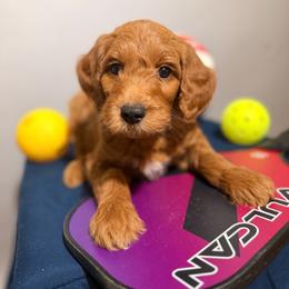 Jake - Cream male Goldendoodle puppy in Fruitland Park, Florida from Doodlepark
