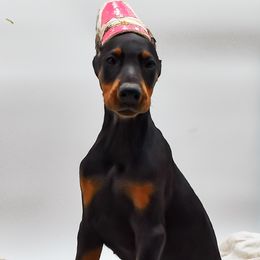 Bright pink female. - Black and rust female Doberman Pinscher puppy in Lafayette, Louisiana from Indah Lux Dobermans