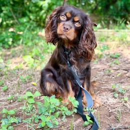 Mocha - Cavalier King Charles Spaniel