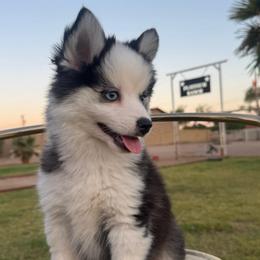 Eleanor - Black and white female Pomsky puppy in Mesa, Arizona from Platinum Pomskies