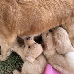 Golden Retriever Puppies from Lake Champlain Goldens