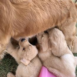 Golden Retriever Puppies from Lake Champlain Goldens
