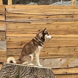 Siberian Huskies from Rusty River Huskies