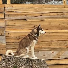 Siberian Huskies from Rusty River Huskies