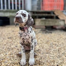 Daisy(LUA) - White and liver brown female Dalmatian puppy in Wilson, North Carolina from New Horizonz Dalmatians