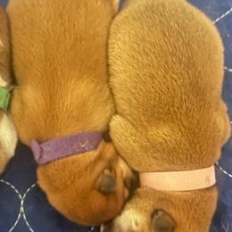 Aya - purple collar - Red female Shiba Inu puppy in Inverness, Florida from Shore Thing Shiba’s