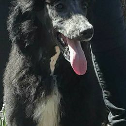 German Shepherds and Poodles from Puppy paradise