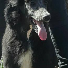 German Shepherds and Poodles from Puppy paradise