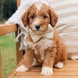 Bandera - Red  male Goldendoodle puppy in Iola, Texas from Supreme Doodles of Texas