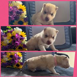 Sanji - Red and white male Siberian Husky puppy in Canton, Ohio from Bleu Skies Siberian Huskies