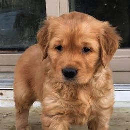 Golden Retriever Puppies from Bella Mia Goldens
