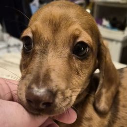 Boy 2 - Red male Dachshund puppy in Frankfort, Kentucky from Gigi's Dachshunds