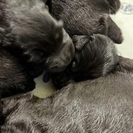 Boy 3 - Black male Giant Schnauzer puppy in Bois D’arc, Missouri from Down Low Kennels