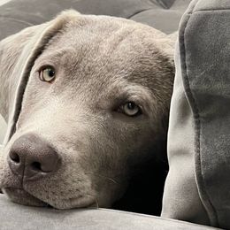 Dilute Retriever and Labrador Retriever Puppies from SmoKy Hills Labradors