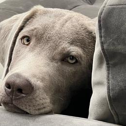 Dilute Retriever and Labrador Retriever Puppies from SmoKy Hills Labradors