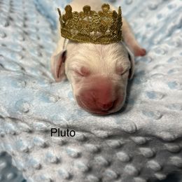 Pluto - Dalmatian puppy in Haines City, Florida from Magnolia & Sullivan Dalmatians