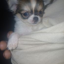 Tiny tot - Chocolate and white female Chihuahua puppy in Federalsburg, Maryland from Mobley Chihuahuas