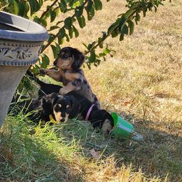 Dachshund Puppies from Faith & Grace Doxies