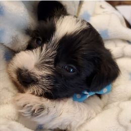 Miniature Schnauzers from Lorrie Duckett