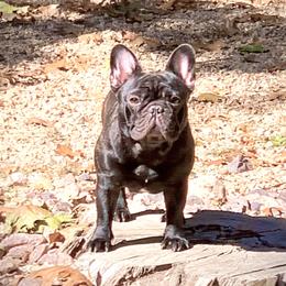 Grace - French Bulldog
