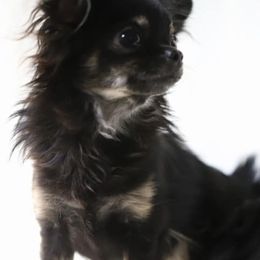 Chihuahuas from Kachel chihuahuas