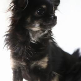 Chihuahuas from Kachel chihuahuas