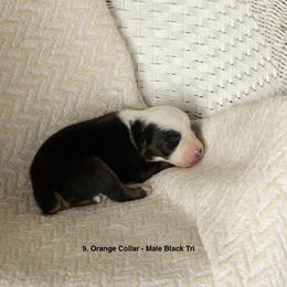 Puppy 8 Orange - Black tri-color male Australian Shepherd puppy in Avoca, Iowa from Danker Farms