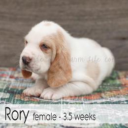Rory - Red and white female Basset Hound puppy in Jefferson City, Missouri from Triple Hill Farm