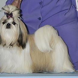 Cocker Spaniels and Shih Tzus from Newsong Cockers & Shih Tzu