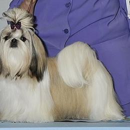 Cocker Spaniels and Shih Tzus from Newsong Cockers & Shih Tzu