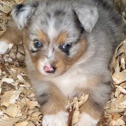 Aurora - Blue merle female Miniature Australian Shepherd puppy in Patterson, North Carolina from DreamLine Aussies