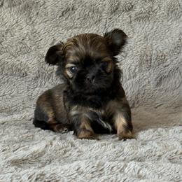 Boy 2 - Gold male Shih Tzu puppy in Shawnee, Oklahoma from Black Velvet Shih Tzu