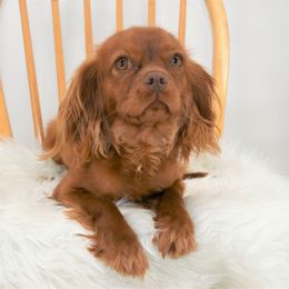 Graham - Chocolate Cavalier King Charles Spaniel puppy in Cleveland, North Carolina from Rose and Crown Cavaliers
