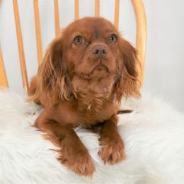 Graham - Chocolate Cavalier King Charles Spaniel puppy in Cleveland, North Carolina from Rose and Crown Cavaliers