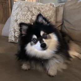 Max - Pomsky