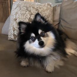 Max - Pomsky