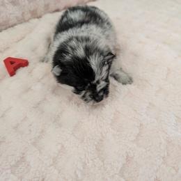 A - Blue merle male Pomeranian puppy in Cocoa, Florida from Pom Coast Pomeranians