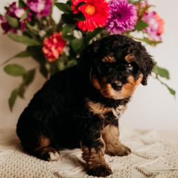 Sandy - Phantom female Bernedoodle puppy in Grants Pass, Oregon from Royal Empire Bernedoodles