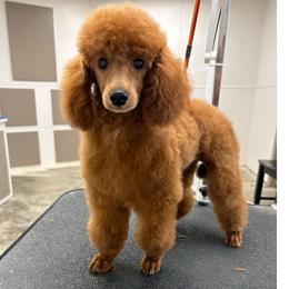 Kevin - Red  male Poodle puppy in Vilonia, Arkansas from Donna’s Pretty Poodles