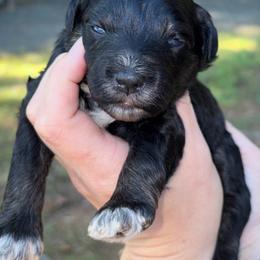 Gorgeous Black Boy AKC - Black male Miniature Schnauzer puppy in Hillsville, Virginia from Valley View Schnauzers